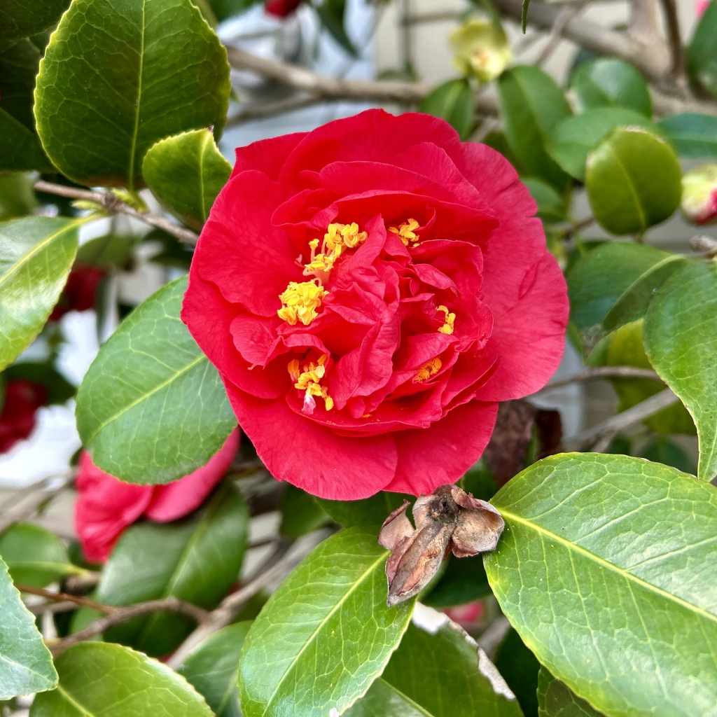 Happy Lunar New Year (and an NPR interview)